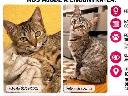 Gato raça SRD-ViraLata idade 7 a 11 meses nome Margarida