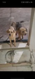 Pandora e Cacau 