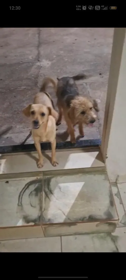 Cachorro raça SRD-ViraLata idade 2 a 6 meses nome Pandora e Cacau 