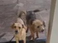 Pandora e Cacau 