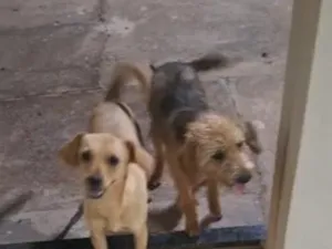 Cachorro raça SRD-ViraLata idade 2 a 6 meses nome Pandora e Cacau 