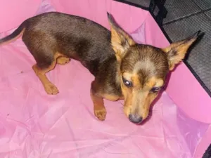 Cachorro raça Pinscher idade 7 a 11 meses nome Íris