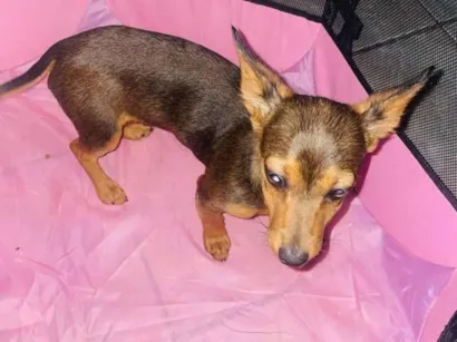 Cachorro raça Pinscher idade 7 a 11 meses nome Íris