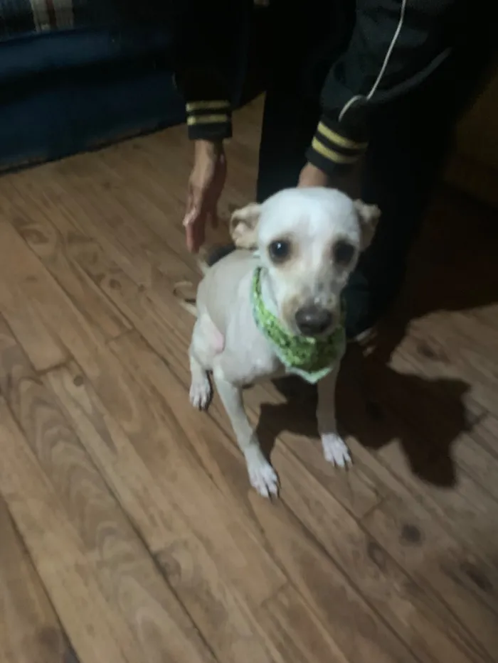 Cachorro raça Poodle idade 3 anos nome Branquinho