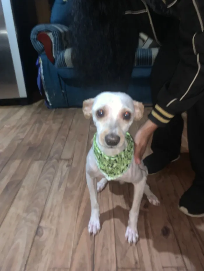 Cachorro raça Poodle idade 3 anos nome Branquinho