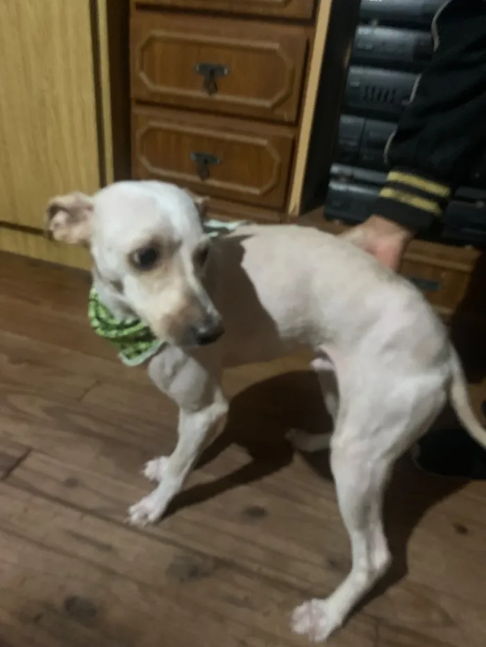Cachorro raça Poodle idade 3 anos nome Branquinho