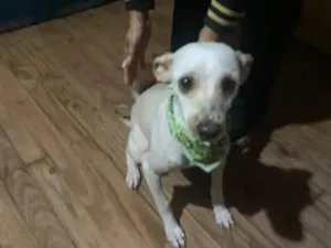 Cachorro raça Poodle idade 3 anos nome Branquinho