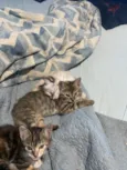 Gato