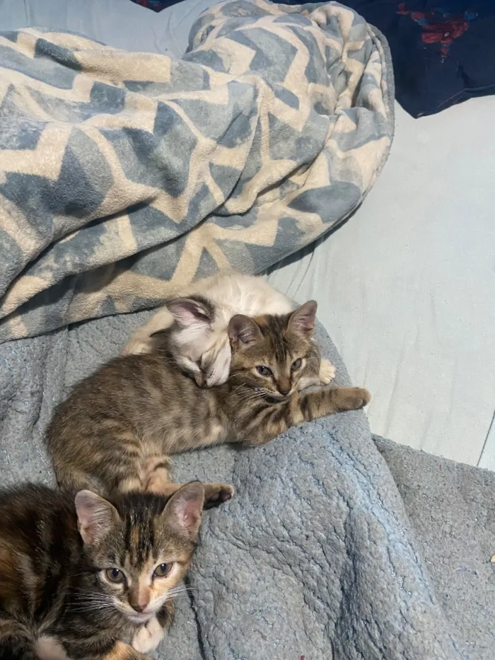 Gato raça SRD-ViraLata idade 2 a 6 meses nome Gato