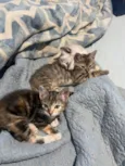 Gato