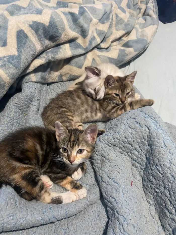Gato raça SRD-ViraLata idade 2 a 6 meses nome Gato