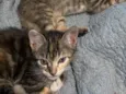 Gato
