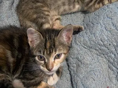 Gato raça SRD-ViraLata idade 2 a 6 meses nome Gato