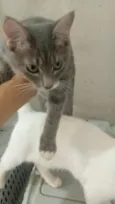 nina,simbá e felix