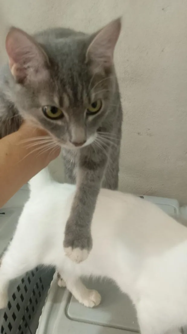 Gato raça SRD-ViraLata idade 2 a 6 meses nome nina,simbá e felix