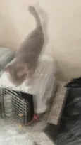 nina,simbá e felix
