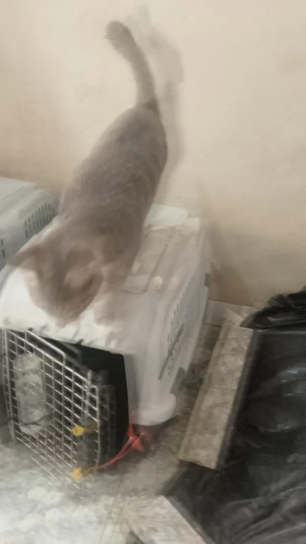 Gato raça SRD-ViraLata idade 2 a 6 meses nome nina,simbá e felix