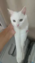 nina,simbá e felix