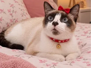 Gato raça Siamês idade 7 a 11 meses nome Helena 