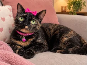 Gato raça SRD-ViraLata idade 7 a 11 meses nome Betina 