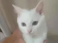 nina,simbá e felix