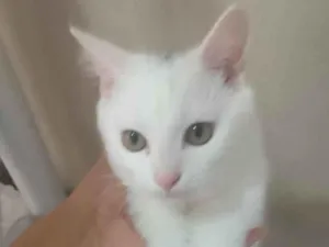 Gato raça SRD-ViraLata idade 2 a 6 meses nome nina,simbá e felix