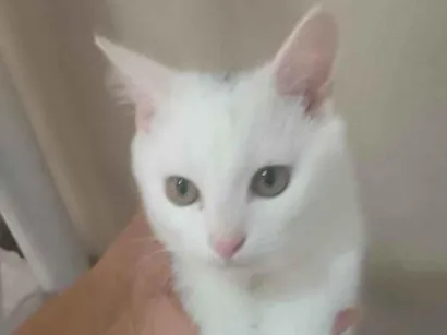 Gato raça SRD-ViraLata idade 2 a 6 meses nome nina,simbá e felix