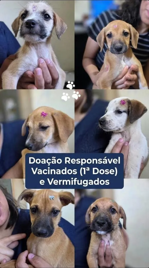 Cachorro raça SRD-ViraLata idade 2 a 6 meses nome Não tem nome ainda