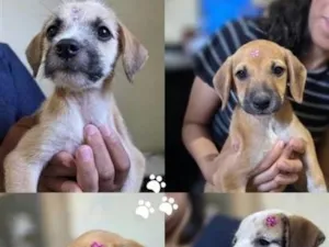 Cachorro raça SRD-ViraLata idade 2 a 6 meses nome Não tem nome ainda