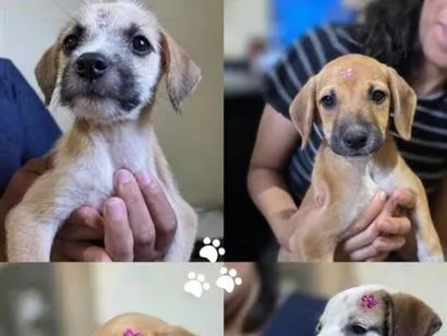 Cachorro raça SRD-ViraLata idade 2 a 6 meses nome Não tem nome ainda