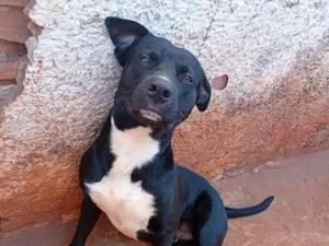 Cachorro raça SRD-ViraLata idade 7 a 11 meses nome Bento