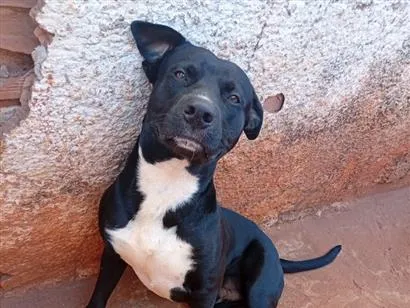 Cachorro raça SRD-ViraLata idade 7 a 11 meses nome Bento