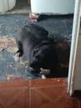 Millu