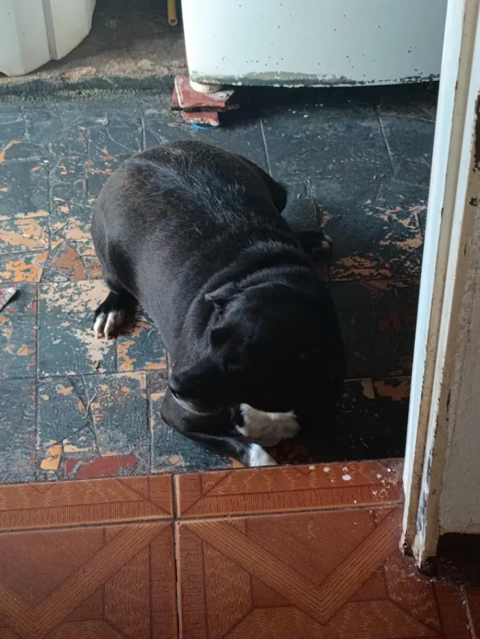 Cachorro raça SRD-ViraLata idade 6 ou mais anos nome Millu