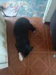 Millu