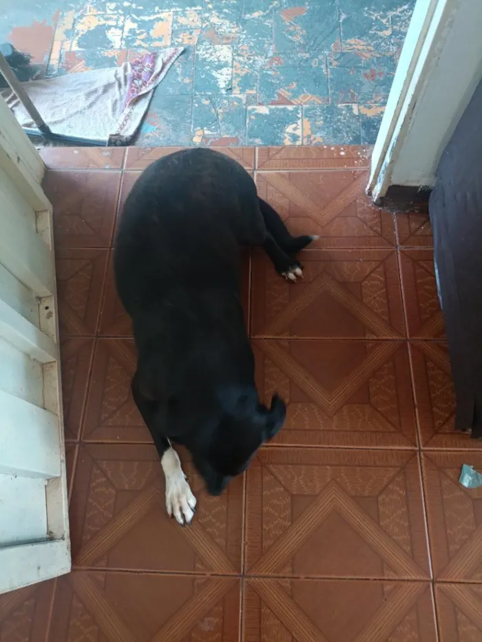 Cachorro raça SRD-ViraLata idade 6 ou mais anos nome Millu