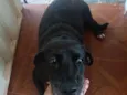 Millu
