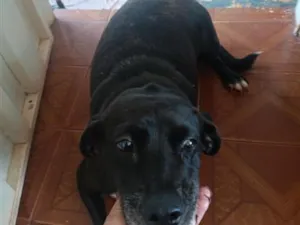 Cachorro raça SRD-ViraLata idade 6 ou mais anos nome Millu