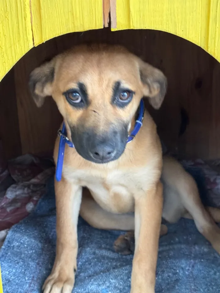 Cachorro raça SRD-ViraLata idade 2 a 6 meses nome Carmela
