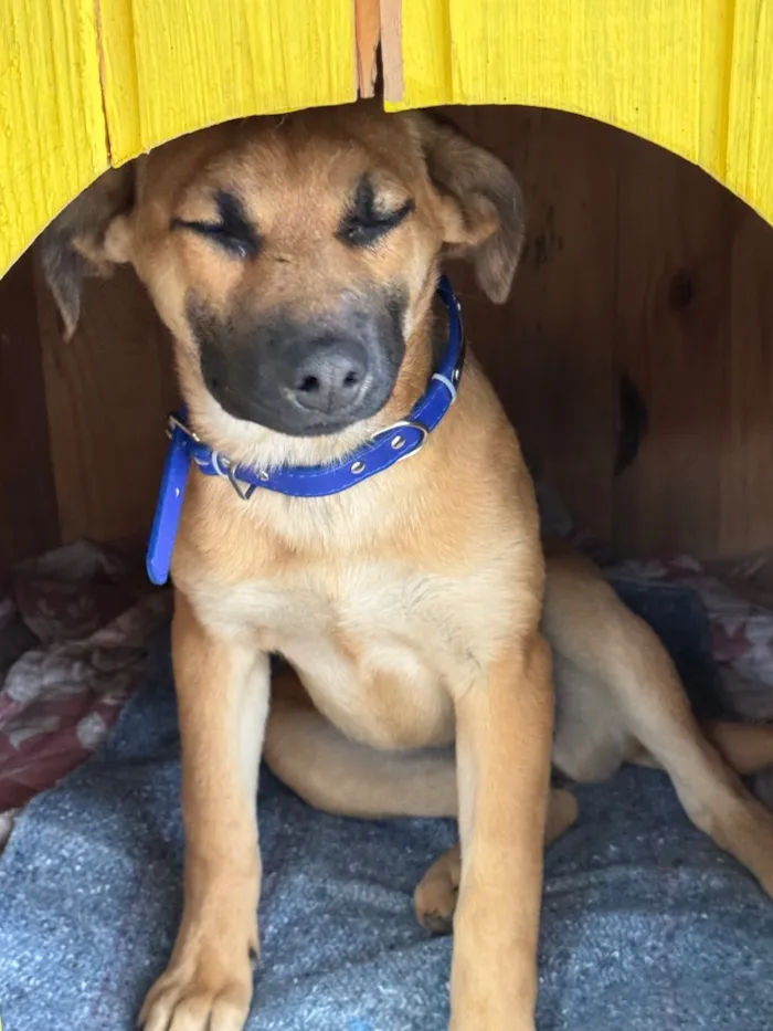 Cachorro raça SRD-ViraLata idade 2 a 6 meses nome Carmela