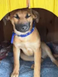 Carmela