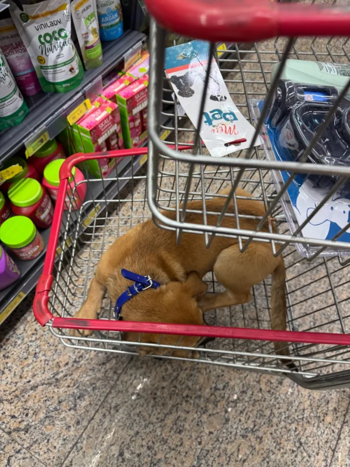 Cachorro raça SRD-ViraLata idade 2 a 6 meses nome Carmela