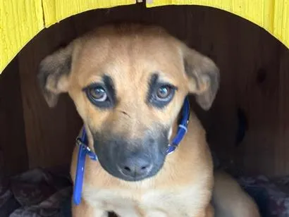 Cachorro raça SRD-ViraLata idade 2 a 6 meses nome Carmela