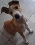 Simba