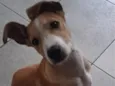 Simba