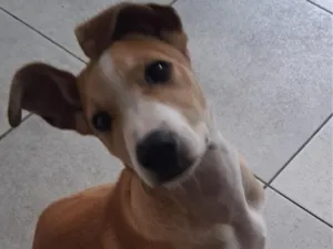Cachorro raça SRD-ViraLata idade 2 a 6 meses nome Simba