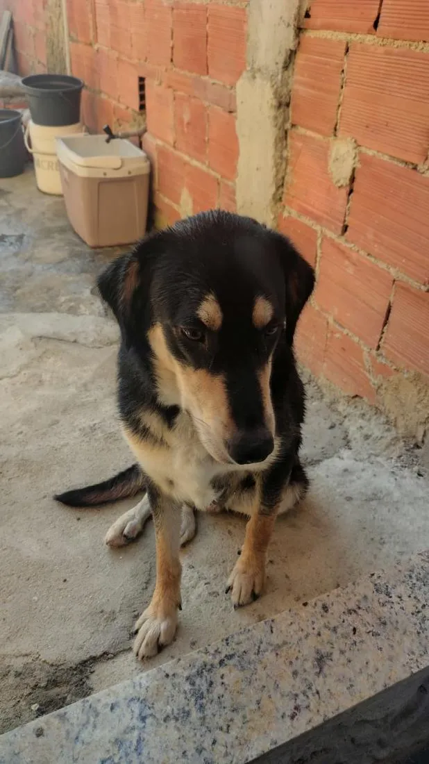 Cachorro raça SRD-ViraLata idade 7 a 11 meses nome Max