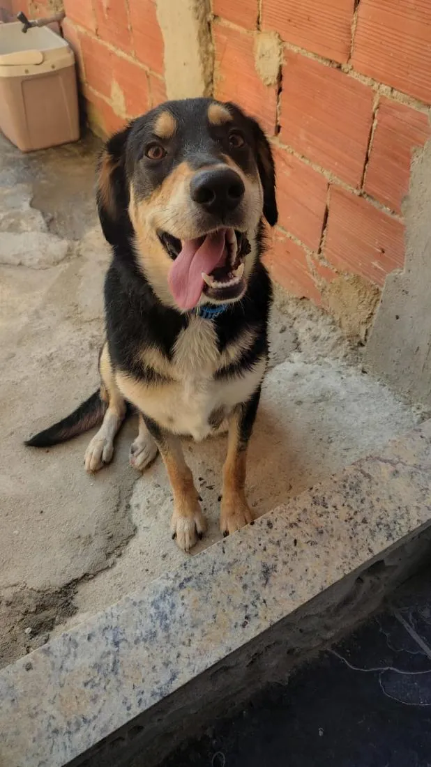 Cachorro raça SRD-ViraLata idade 7 a 11 meses nome Max