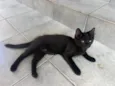 Formiga