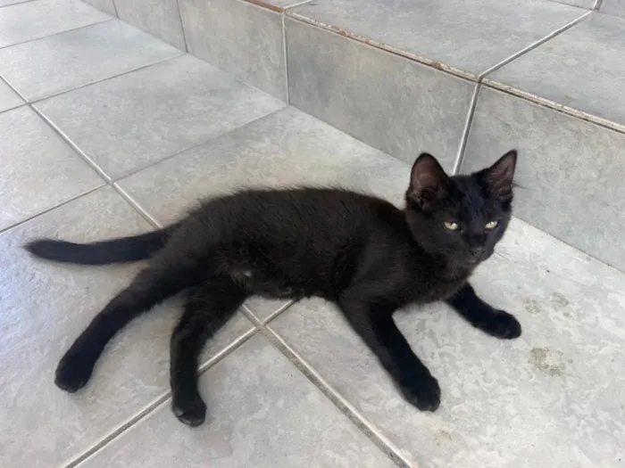Gato raça SRD-ViraLata idade 2 a 6 meses nome Formiga